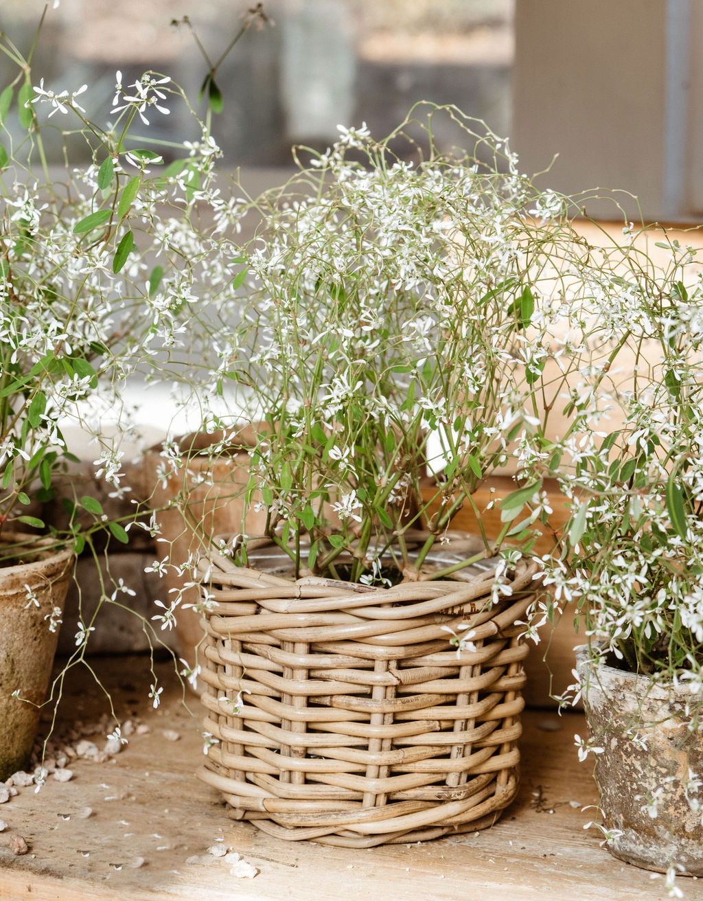 Rattan Flower Pot Basket with Plastic Inner