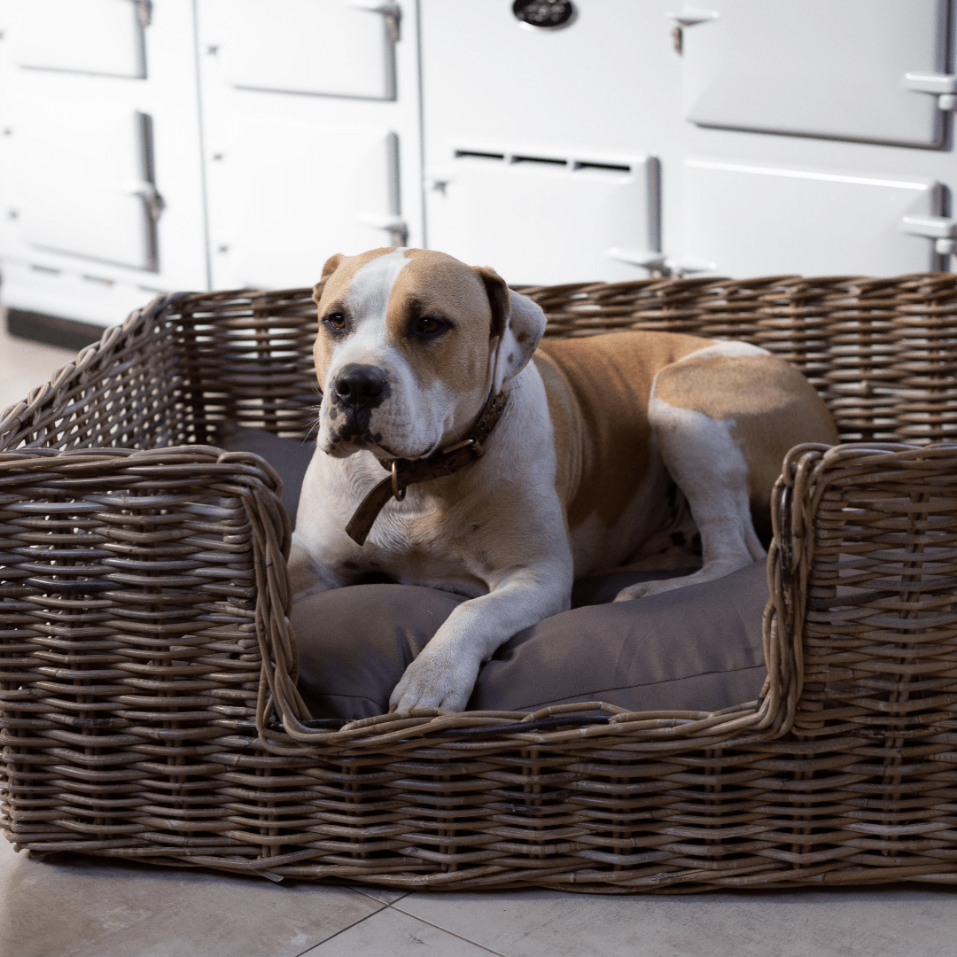 Rattan Pet Bed with Pillow