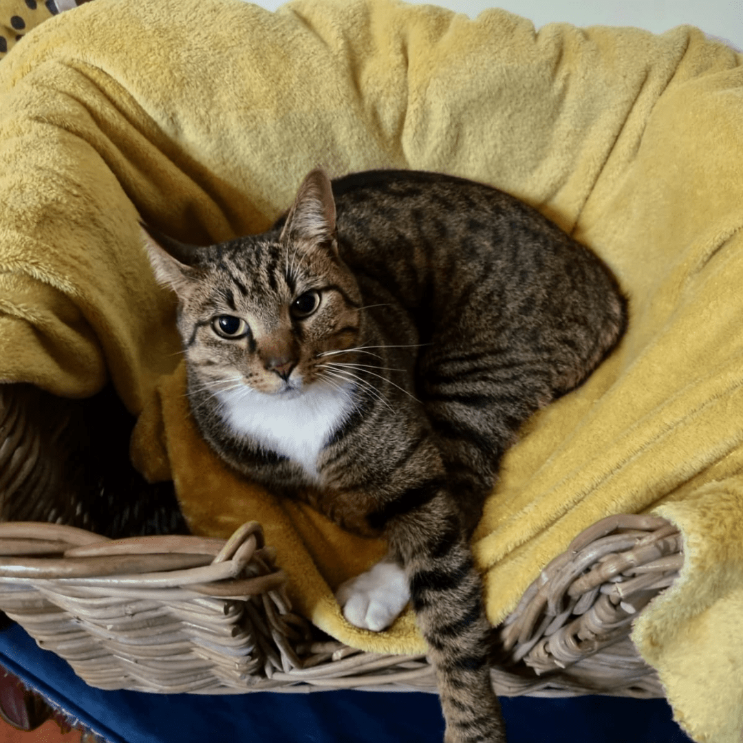 Rattan Pet Bed with Pillow