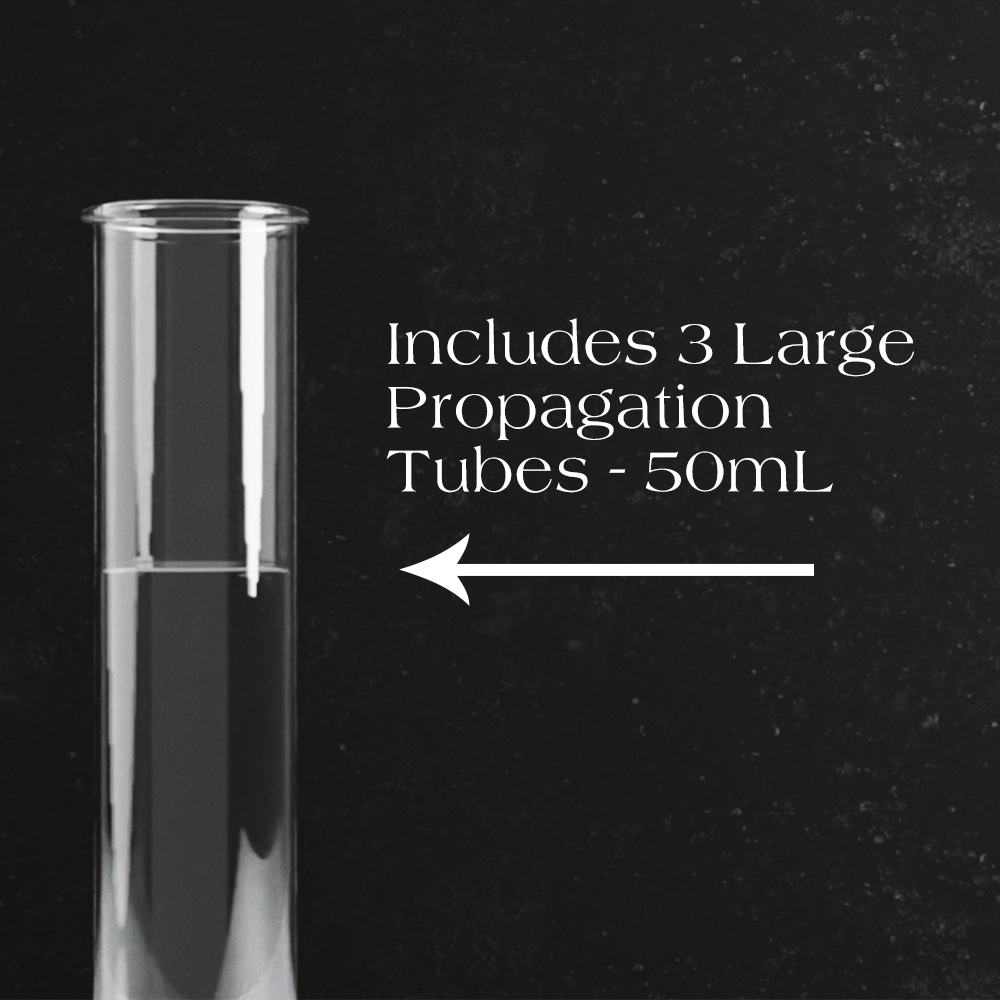 Dynamic Propagation Station