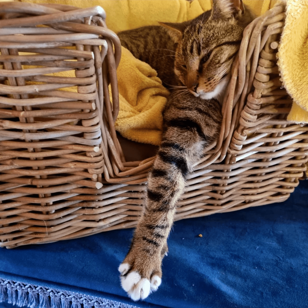 Rattan Pet Bed with Pillow
