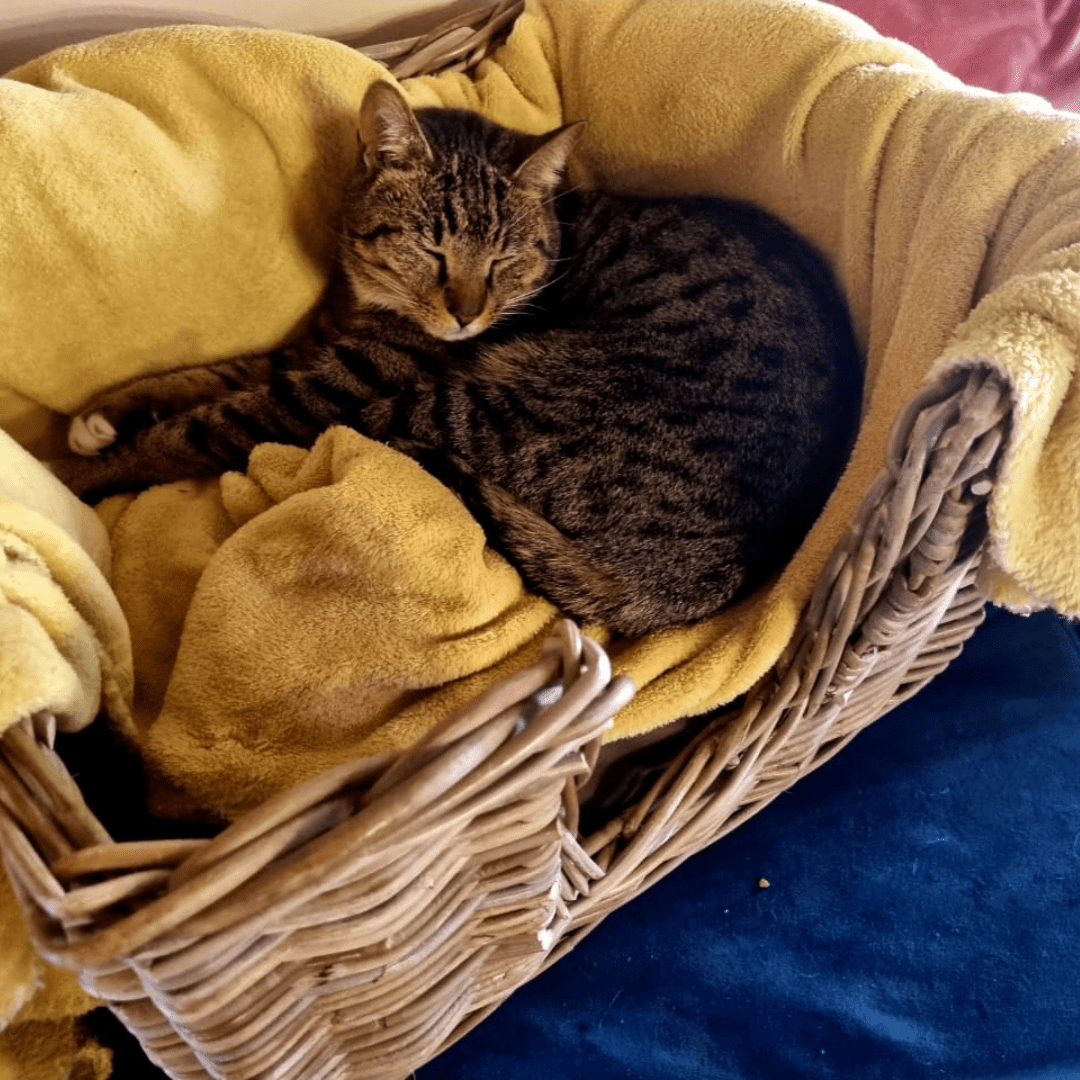 Rattan Pet Bed with Pillow